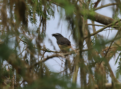 Saltator grandis