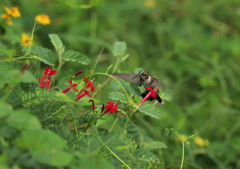 Archilochus alexandri