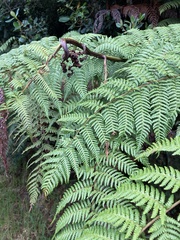 Lophosoria quadripinnata