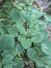 Cercis glabra