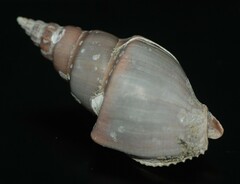 Northia northiae