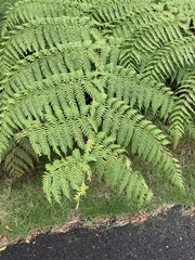 Lophosoria quadripinnata