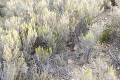 Dicerothamnus rhinocerotis