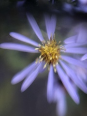 Symphyotrichum prenanthoides