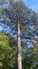 Pinus