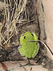 Hyla gratiosa