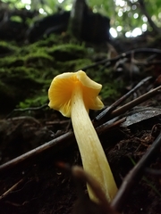 Entoloma murrayi