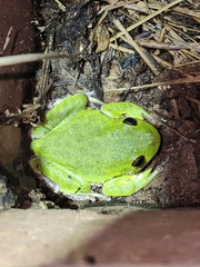 Hyla gratiosa