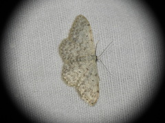 Scopula marginepunctata