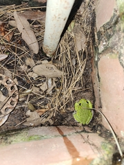 Hyla gratiosa