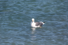 Larus livens