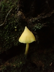 Entoloma murrayi