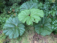 Gunnera
