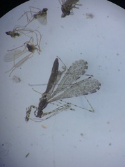 Empicoris rubromaculatus