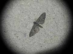 Eupithecia oxycedrata