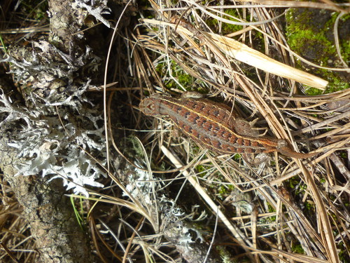 Trans Volcanic Bunchgrass Lizard