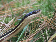 Thamnophis saurita septentrionalis