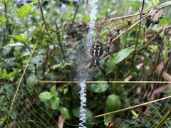Argiope aurantia