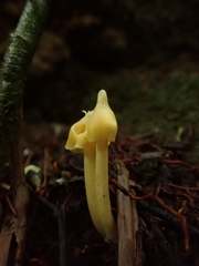 Entoloma murrayi