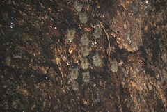 Rhynchonycteris naso