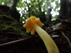 Entoloma murrayi