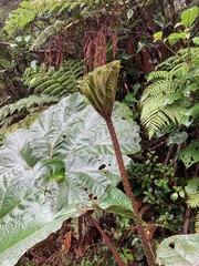 Gunnera