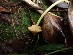 Entoloma murrayi