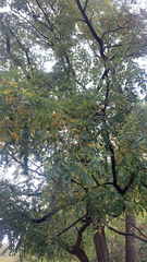 Styphnolobium japonicum