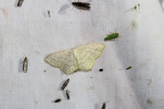 Scopula limboundata