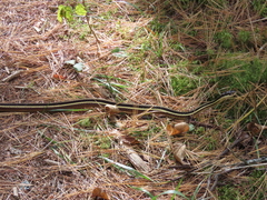 Thamnophis saurita septentrionalis