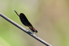 Calopteryx haemorrhoidalis