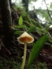 Entoloma murrayi