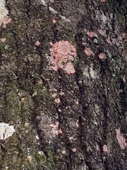 Herpothallon