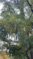 Styphnolobium japonicum