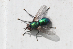 Gymnocheta viridis