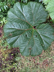 Gunnera