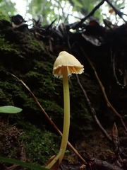 Entoloma murrayi