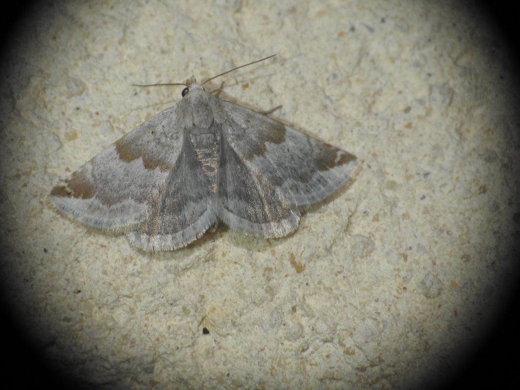 Eublemma amoena