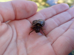 Pagurus granosimanus