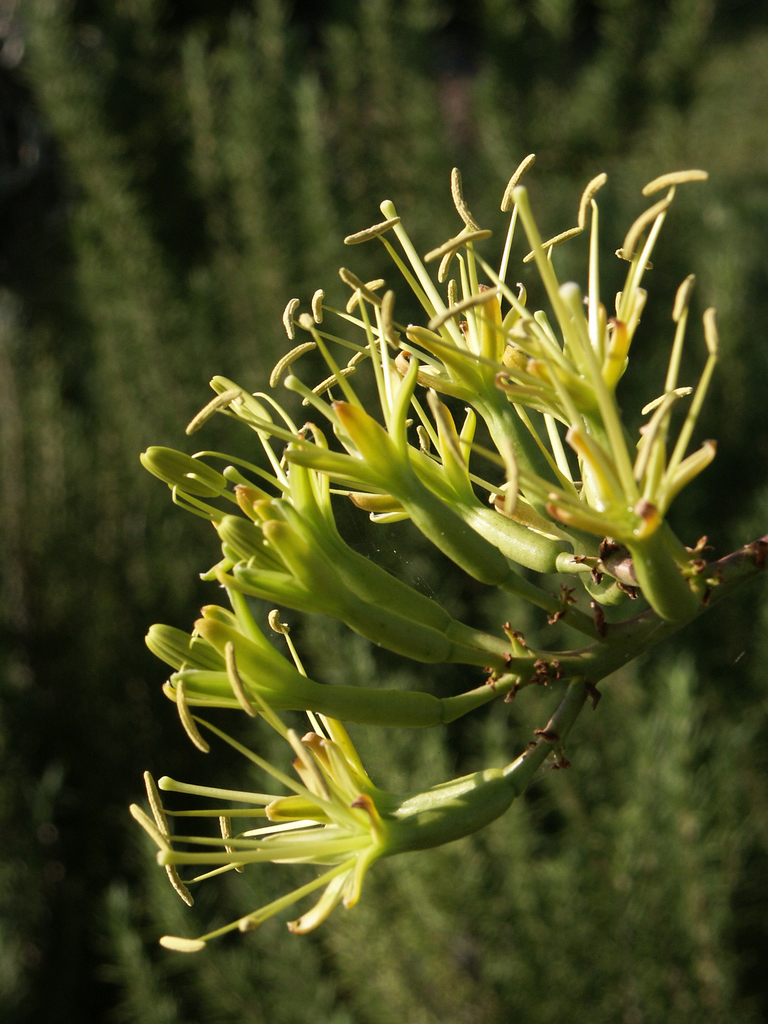 Agave guadalajarana