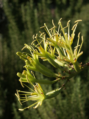 Agave guadalajarana
