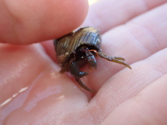 Pagurus granosimanus