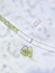 Staurastrum polytrichum