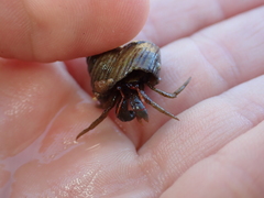 Pagurus granosimanus