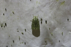 Acronicta lithospila