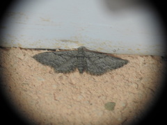 Eupithecia phoeniceata