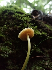 Entoloma murrayi