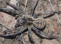 Lycosa hispanica