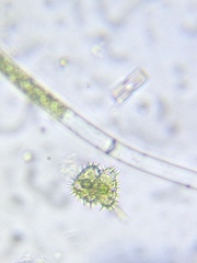 Staurastrum polytrichum