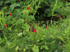 Archilochus alexandri